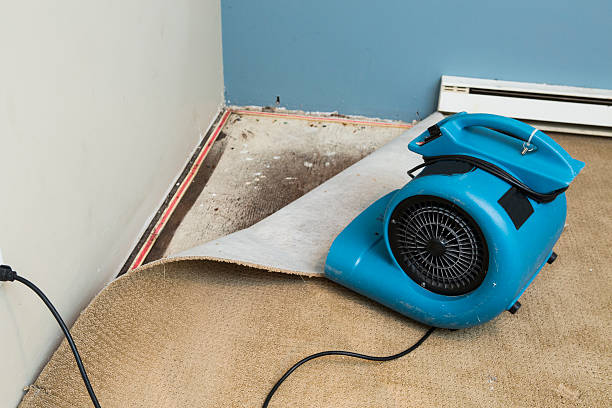 Best Water damage restoration services  in Sleepy Eye, MN